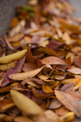 Fallen leaves on the floor