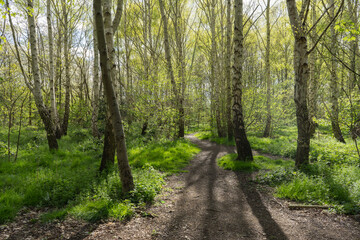 Backlit Silver Birch community woodland with beautiful green grass and strong shadows from trees in Hackney at Spring time