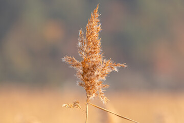 Late autumn reed pictures