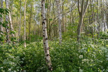 Cow parsley in spring lit silver birch forest in hackney community woodland