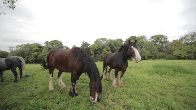 Horses