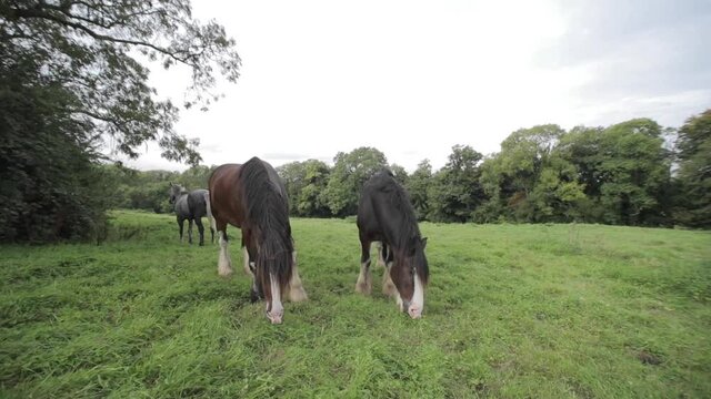 Horses