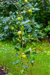 Apples on a branch close-up. Red and green apple in drops. Fruit tree in the garden. Agricultural crops and harvesting