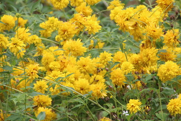 Yellow Flowers, U of A Botanic Gardens, Devon, Alberta