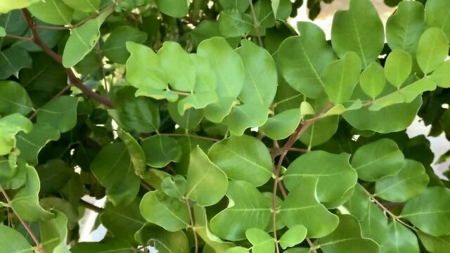 Ceratonia siliqua, commonly known as carob tree or carob bush as background. Small evergreen Arabian tree which bears long brownish-purple edible pods. Carob bean, used as a substitute for chocolate