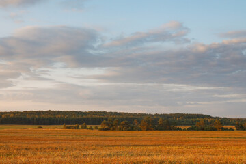 Obraz premium field with green grass against the sunset sky.