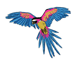 Tropical parrots. Vector isolated element on the white background.