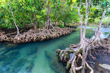 Jungle river in Thapom mangrove forest, Krabi,Thailand