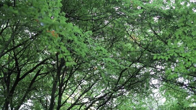 woodland