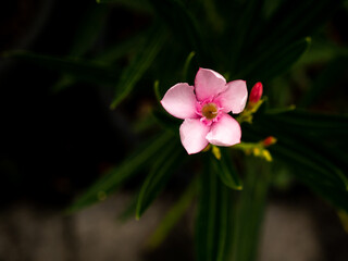 Light Pink Rose Bay Blooming