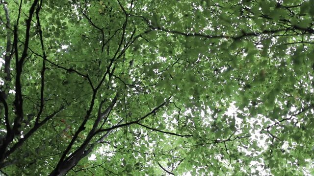 woodland