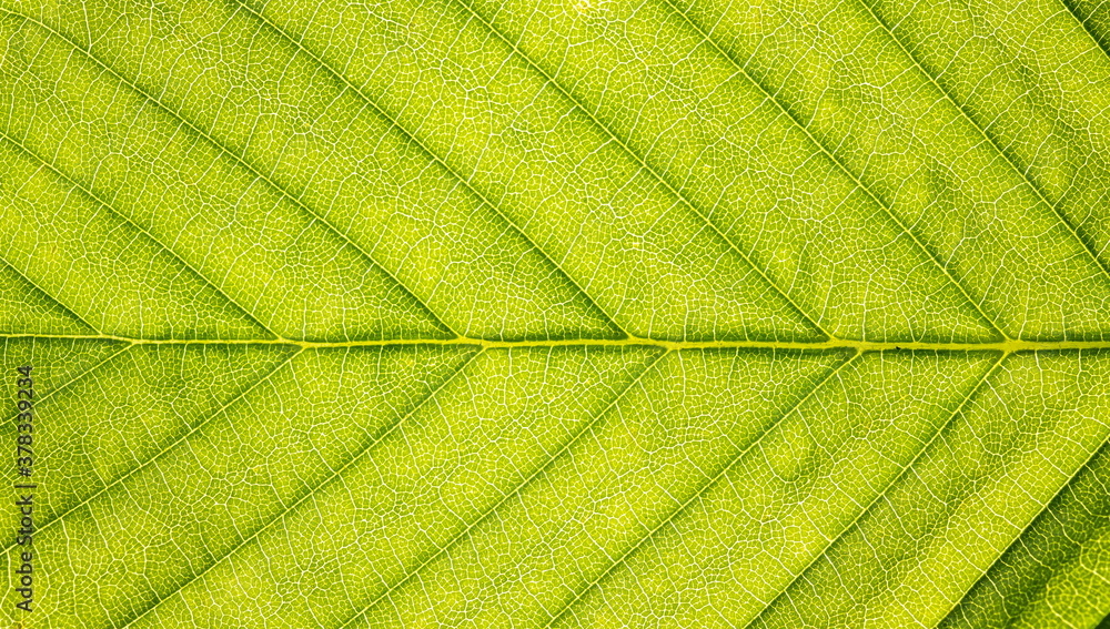 Poster abstract background macro texture with veins