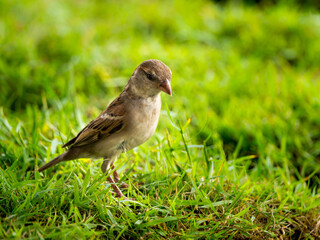 Sparrow Standing Calmly on The Grass
