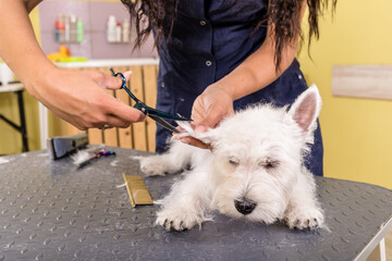 Grooming salon working place, pet shop.