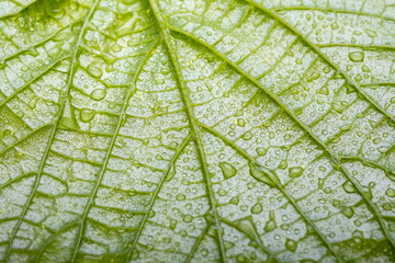 Drops of transparent rain water on a leaf. Floral macro background