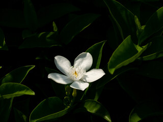 Fototapeta na wymiar Gardenia Flower Blooming