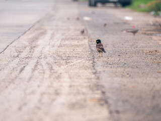 Starlings Standing and Screaming