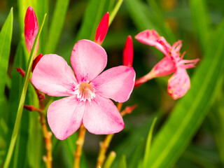 Fototapeta premium The Pink Oleander Blooming
