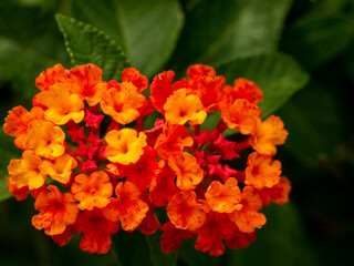 Bunch of Yellow Red Hedge Flowers Blooming