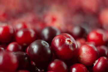 The cranberries. Small forest red berry. A scattering of cranberries. Vitamins from nature. Macro photo. Selective focus.