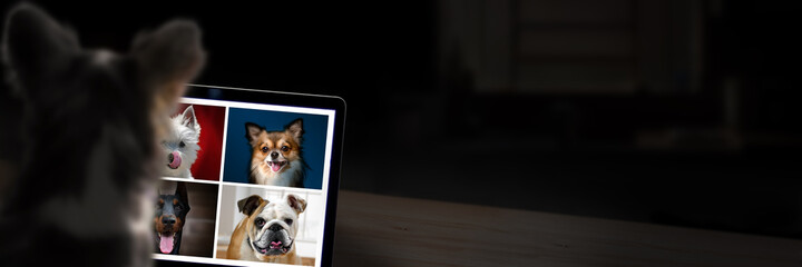 Dogs on computer having a video call. Technology concept with copy space.