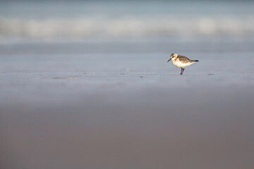 A sanderling (Calidris alba) in winter plumage resting on a Dutch beach during the fall migration
