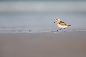 A sanderling (Calidris alba) in winter plumage resting on a Dutch beach during the fall migration
