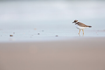A ringed plover(Charadrius hiaticula) resting on the Dutch beach during the fall migration
