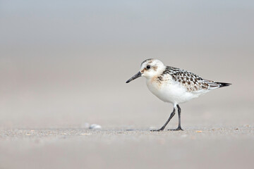 A sanderling (Calidris alba) in winter plumage resting on a Dutch beach during the fall migration