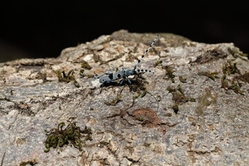  Rosalia longicorn (Rosalia alpina) or Alpine longhorn beetle