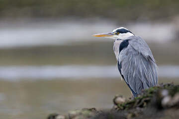 A grey heron (Ardea cinerea) perched on the rocks in the harbor.