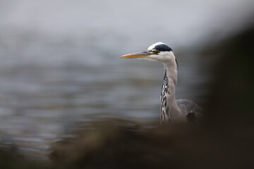 Portrait of a grey heron (Ardea cinerea) in the harbor.