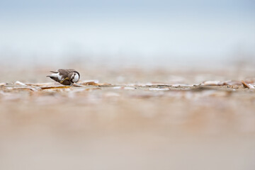 A adult ringed plover(Charadrius hiaticula) stretching on the Dutch beach during the fall migration