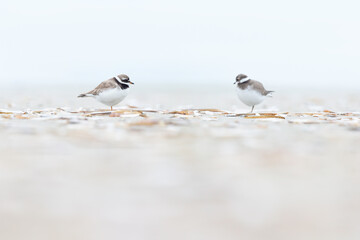 A adult ringed plover(Charadrius hiaticula) resting on the Dutch beach during the fall migration