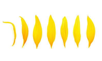 Fresh petals of sunflower isolated on a white background, top view. Yellow petals.