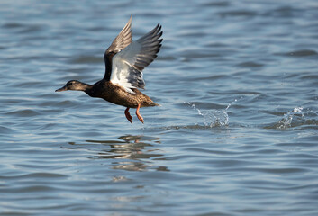 A beautiful Mallard ducks  takeoff at Tubli bay, Bahrain