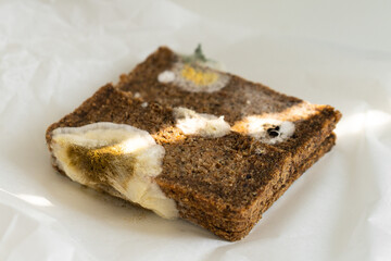 Mold on bread. Stale bread. Best before date has expired a long time ago with this moldy food