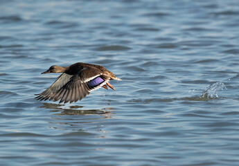 Mallard ducks  takeoff at Tubli bay, Bahrain