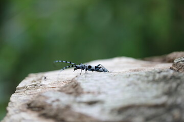  Rosalia longicorn (Rosalia alpina) or Alpine longhorn beetle
