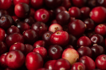 Cranberry. Small forest red berry. A scattering of cranberries. Vitamins from nature