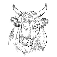 Monochrome strong cow head sketch hand drawn vector illustration isolated on white background. Engraving sketch illustration of bull for label, poster, print and design.