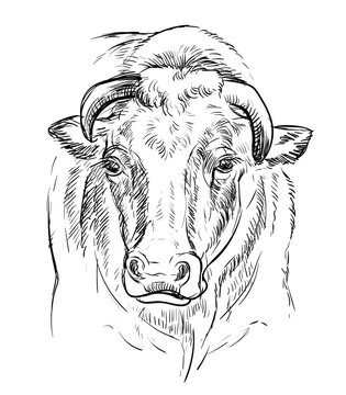Monochrome powerful head of bull sketch hand drawn vector illustration isolated on white background. Engraving sketch illustration for label, poster, print and design.