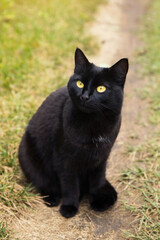 Naklejka na ściany i meble Beautiful bombay black cat with yellow eyes and attentive look sit outdoors in nature in grass. Cat looking up