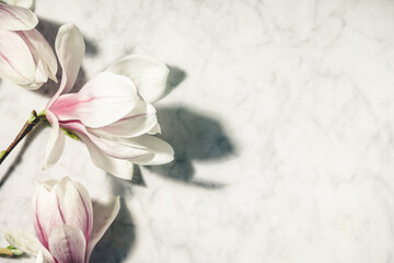 Obraz na płótnie Canvas Beautiful pink magnolia flowers on white marble table. Top view. flat lay. Spring minimal concept.