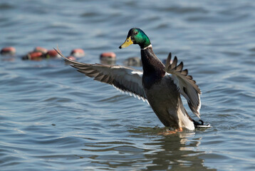 Mallard duck  spreading its wings while bathing at Tubli bay, Bahrain