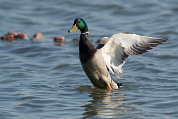 Mallard duck shaking its wings while bathing at Tubli bay, Bahrain