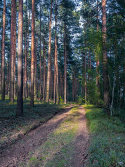 Warm golden evening light reflecting on forest path. Pine trees of Lower Silesian Forest, the largest Polish forest.