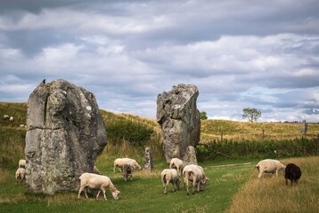 Fototapeta premium Impressive standing stones from the historic circle in Avebury Wiltshire. Sheep can be seen grazing amongst the massive rocks.