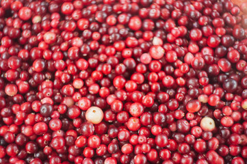 Cranberry. Small forest red berry. A scattering of cranberries. Vitamins from nature