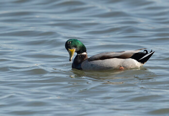 Obraz premium A male Mallard duck bathing at Tubli bay, Bahrain